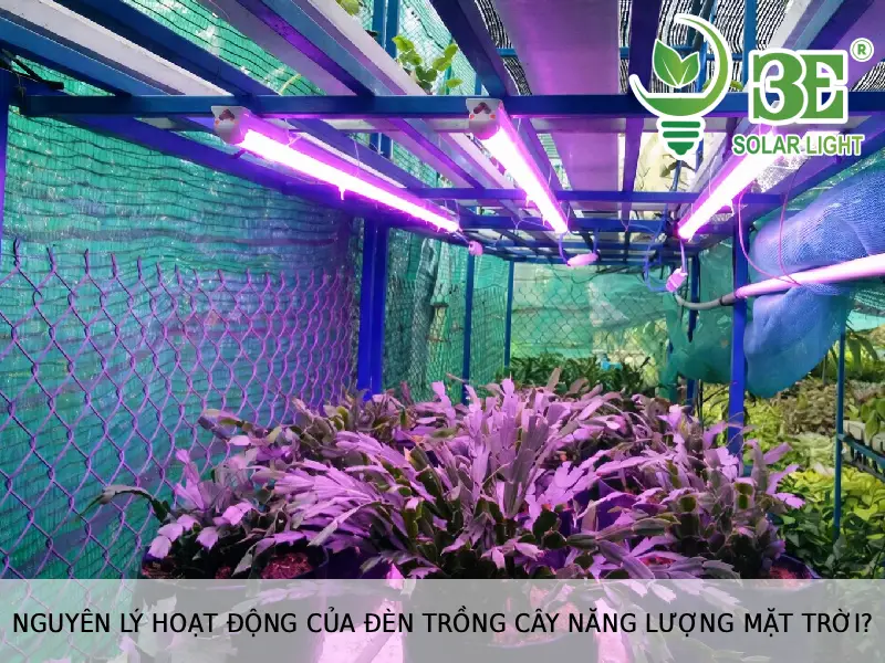Nguyên lý hoạt động của đèn trồng cây năng lượng mặt trời tại 3E Solar